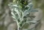Ährige Edelraute, Artemisia genepi; Quelle: Wikipedia
